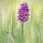 Geflecktes Knabenkraut (Dactylorhiza maculata)