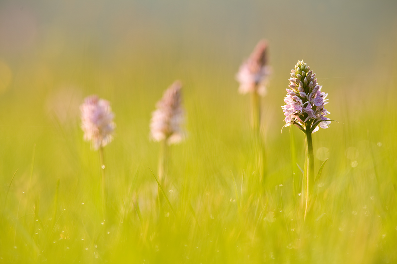 Geflecktes Knabenkraut (Dactylorhiza maculata)