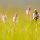 Geflecktes Knabenkraut (Dactylorhiza maculata)