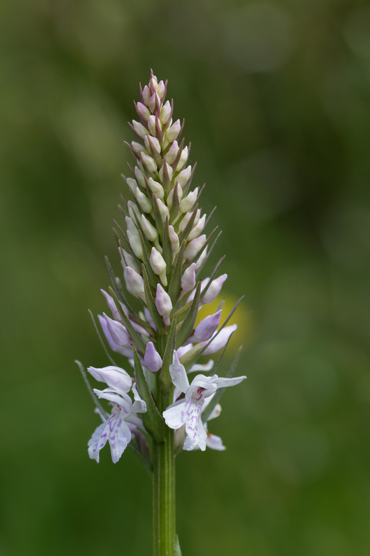 Geflecktes Knabenkraut (Dactylorhiza maculata)