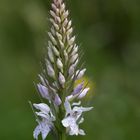 Geflecktes Knabenkraut (Dactylorhiza maculata)