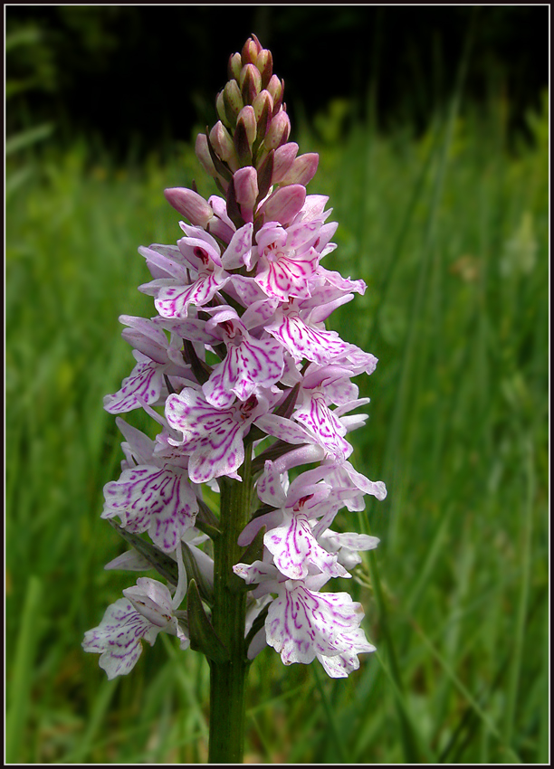 Geflecktes Knabenkraut / Dactylorhiza maculata