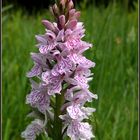 Geflecktes Knabenkraut / Dactylorhiza maculata