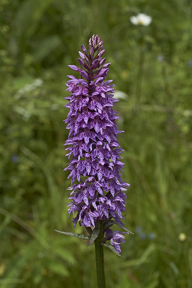 Geflecktes Knabenkraut (Dactylorhiza maculata)