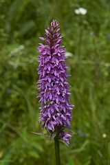 Geflecktes Knabenkraut (Dactylorhiza maculata)