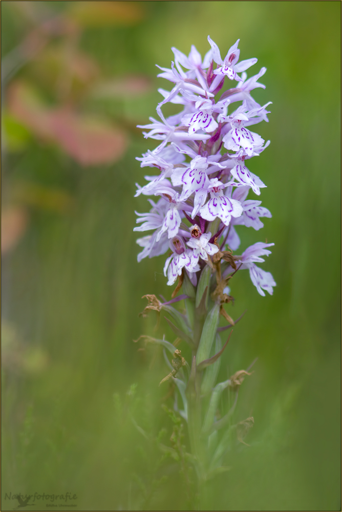 geflecktes knabenkraut (dactylorhiza maculata)