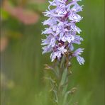 geflecktes knabenkraut (dactylorhiza maculata)