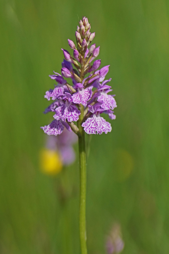 Geflecktes Knabenkraut (Dactylorhiza maculata)