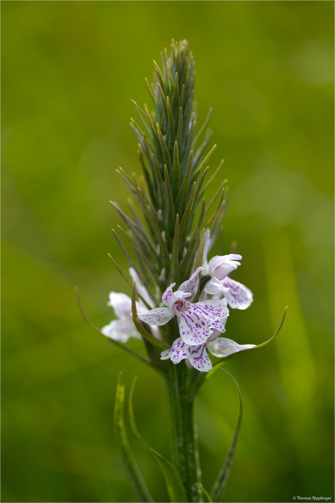 Geflecktes Knabenkraut (Dactylorhiza maculata) -....-........