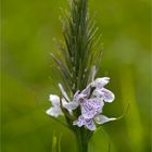 Geflecktes Knabenkraut (Dactylorhiza maculata) -....-........
