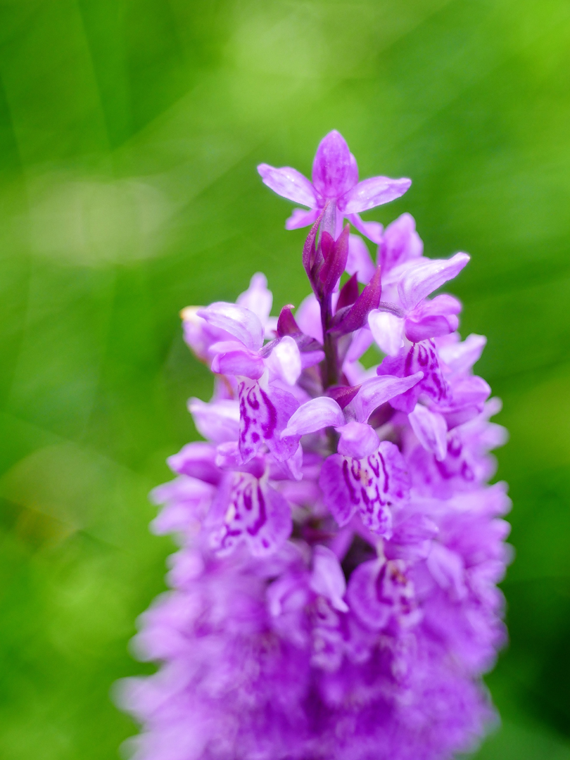 Geflecktes Knabenkraut (Dactylorhiza maculata),