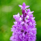 Geflecktes Knabenkraut (Dactylorhiza maculata),