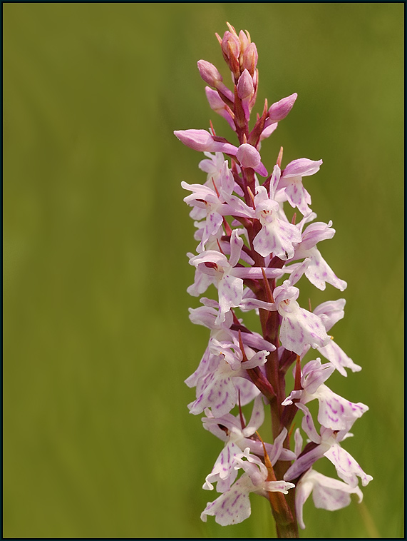 Geflecktes Knabenkraut (Dactylorhiza maculata agg)