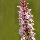 Geflecktes Knabenkraut (Dactylorhiza maculata agg)