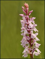 Geflecktes Knabenkraut (Dactylorhiza maculata agg)