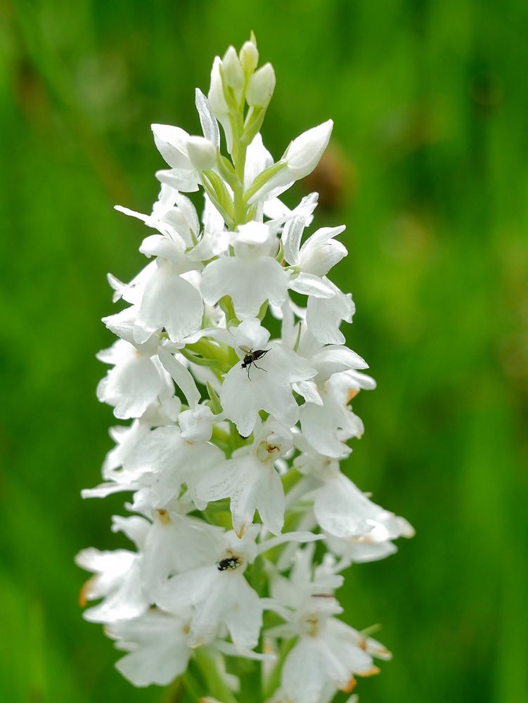 Geflecktes Knabenkraut (Dactylorhiza maculata) albiflora