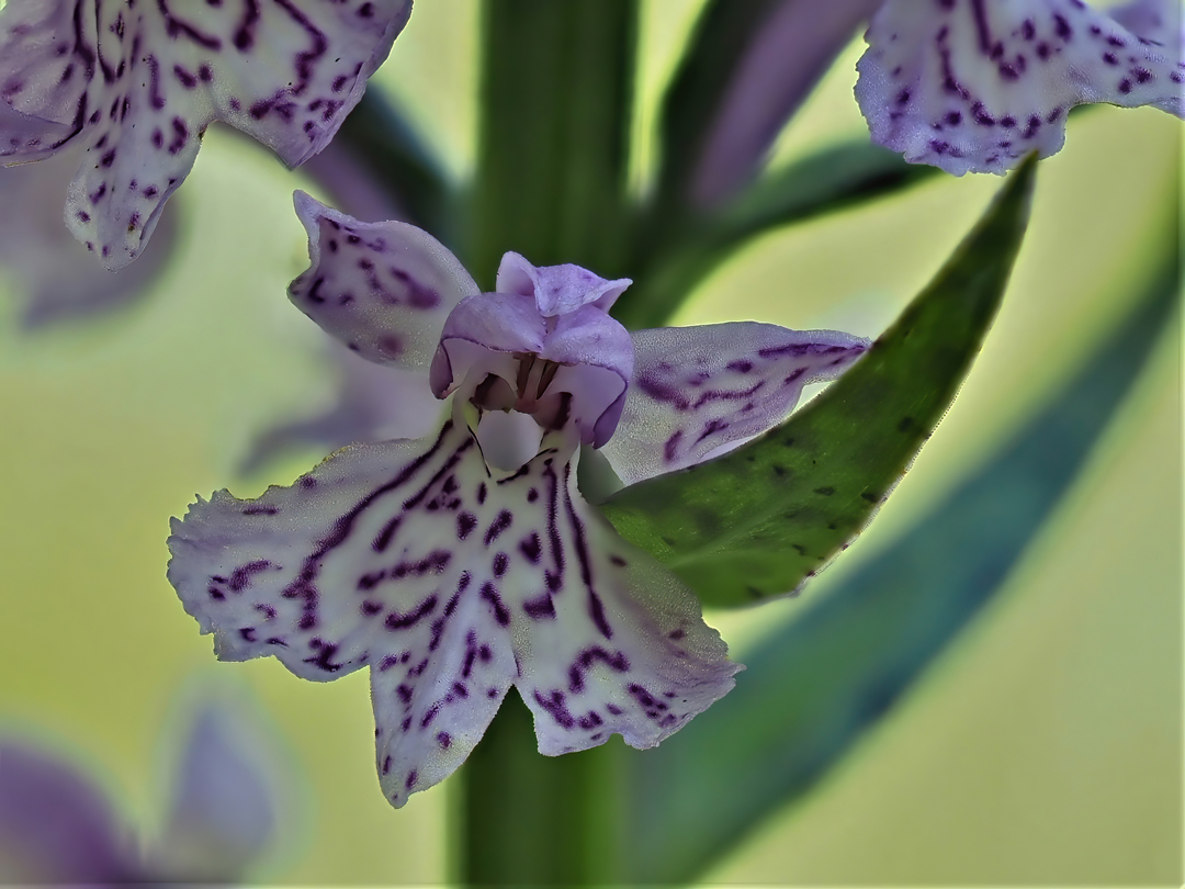 Geflecktes Knabenkraut (Dactylorhiza maculata)