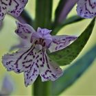 Geflecktes Knabenkraut (Dactylorhiza maculata)