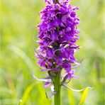 Geflecktes Knabenkraut (Dactylorhiza maculata) .