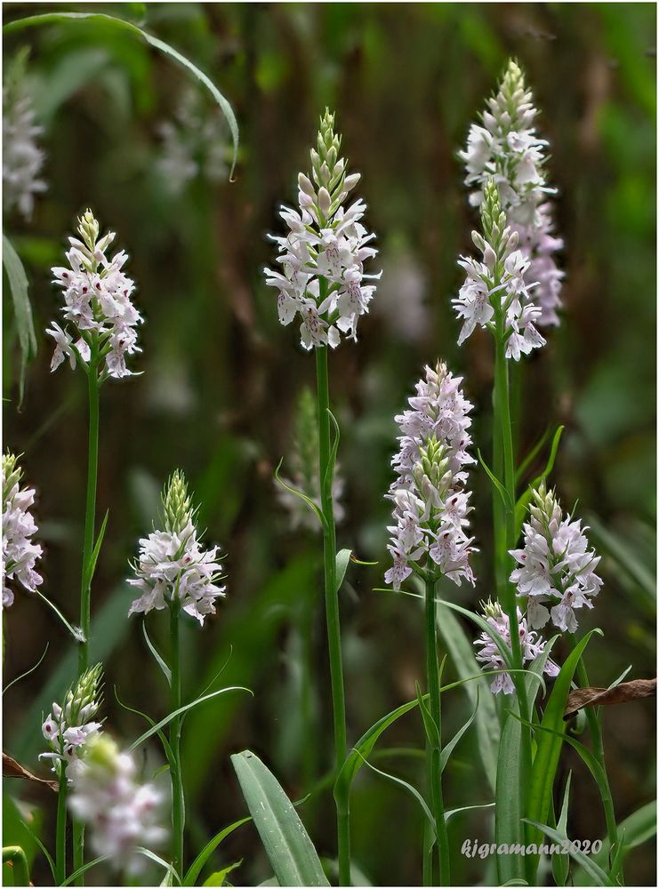 geflecktes knabenkraut (dactylorhiza maculata) ....