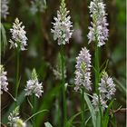 geflecktes knabenkraut (dactylorhiza maculata) ....