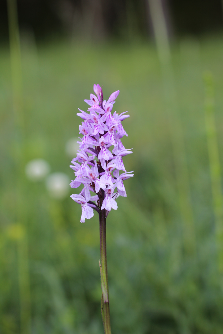 Geflecktes Knabenkraut (Dactylorhiza maculata).