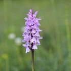 Geflecktes Knabenkraut (Dactylorhiza maculata).