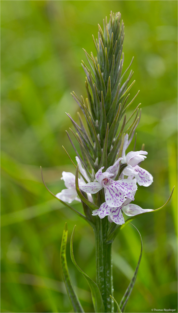 Geflecktes Knabenkraut (Dactylorhiza maculata)