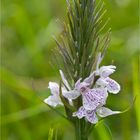 Geflecktes Knabenkraut (Dactylorhiza maculata)