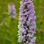 Geflecktes Knabenkraut (Dactylorhiza maculata), oder Flecken-Fingerwurz