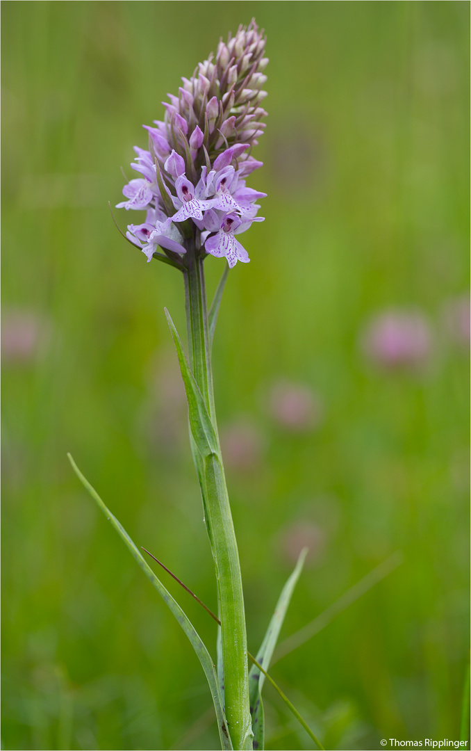 Geflecktes Knabenkraut (Dactylorhiza maculata), oder Flecken-Fingerwurz