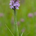 Geflecktes Knabenkraut (Dactylorhiza maculata), oder Flecken-Fingerwurz