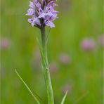 Geflecktes Knabenkraut (Dactylorhiza maculata), oder Flecken-Fingerwurz