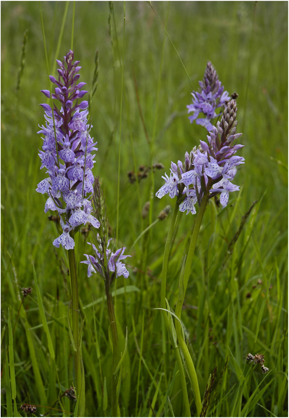 Geflecktes Knabenkraut