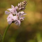 geflecktes Knabenkraut