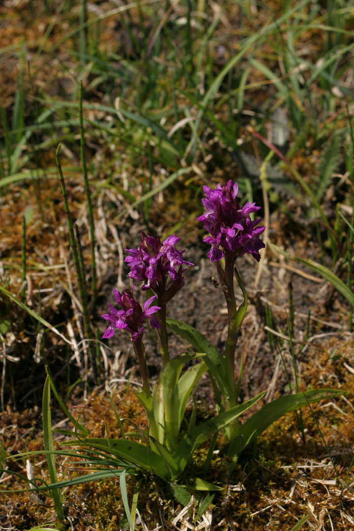 Geflecktes Knabenkraut im Lengenbachtal,Opf