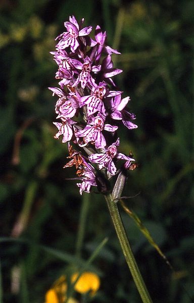 geflecktes Knabenkraut (Orchidee)