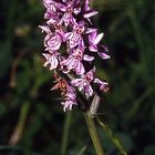 geflecktes Knabenkraut (Orchidee)