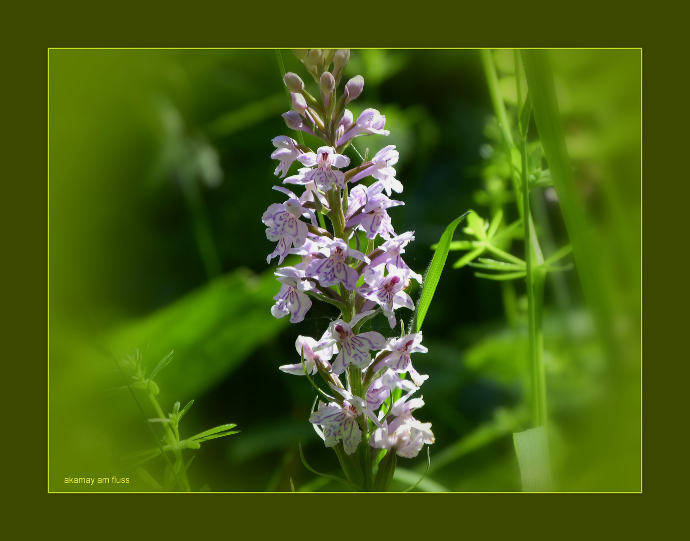 Geflecktes Knabenkraut - Orchideen a.d. Weser