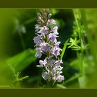 Geflecktes Knabenkraut - Orchideen a.d. Weser