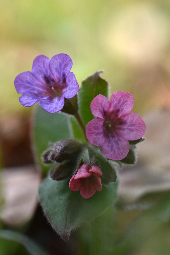 Geflecktes Lungenkraut (Pulmonaria officinalis)