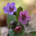 Geflecktes Lungenkraut (Pulmonaria officinalis)