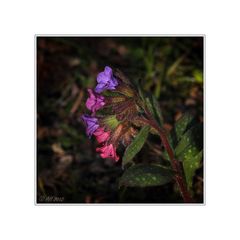 Geflecktes Lungenkraut (Pulmonaria officinalis)