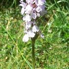 geflecktes Moor-Knabenkraut ( Dactylorhiza maculata )