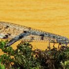 Geflecktflüglige Ameisenjungfer