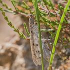 Geflecktflüglige Ameisenjungfer 