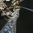 Geflecktflüglige Ameisenjungfer (Euroleon nostras), 2. Foto. - Détail d'un Fourmilion.