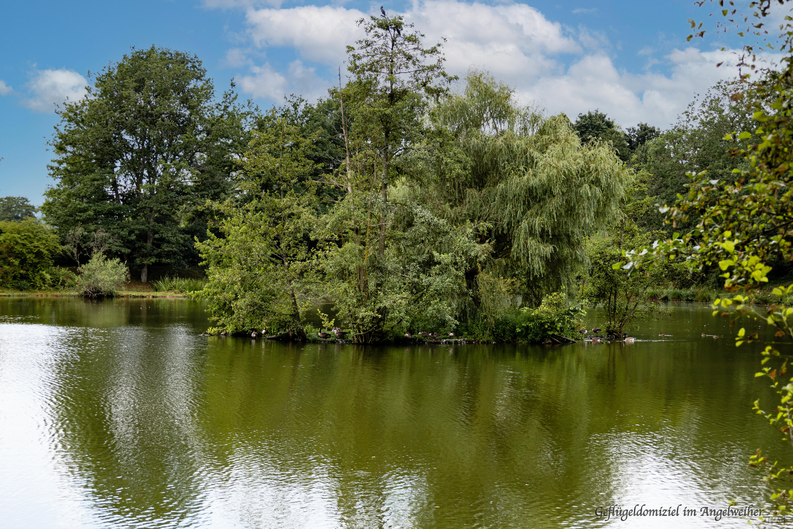 Geflügeldomiziel im Angelweiher