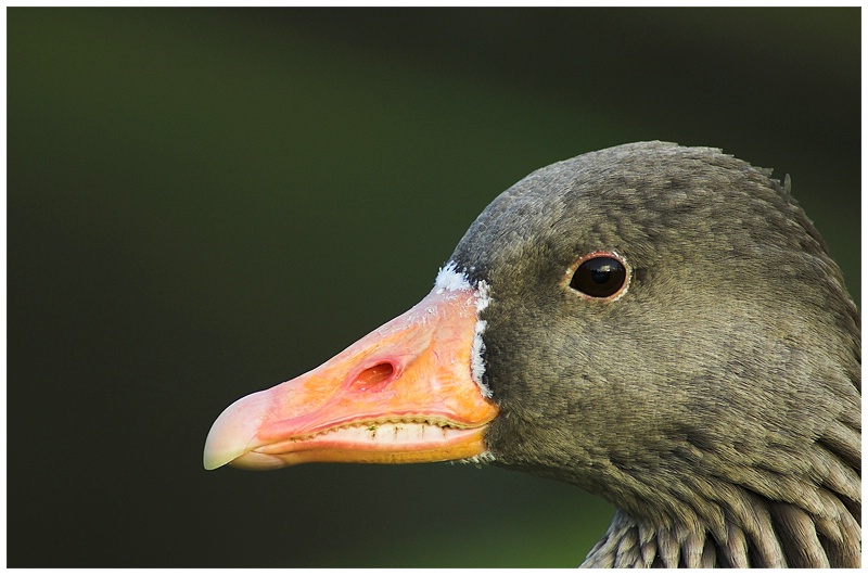 Geflügelportrait