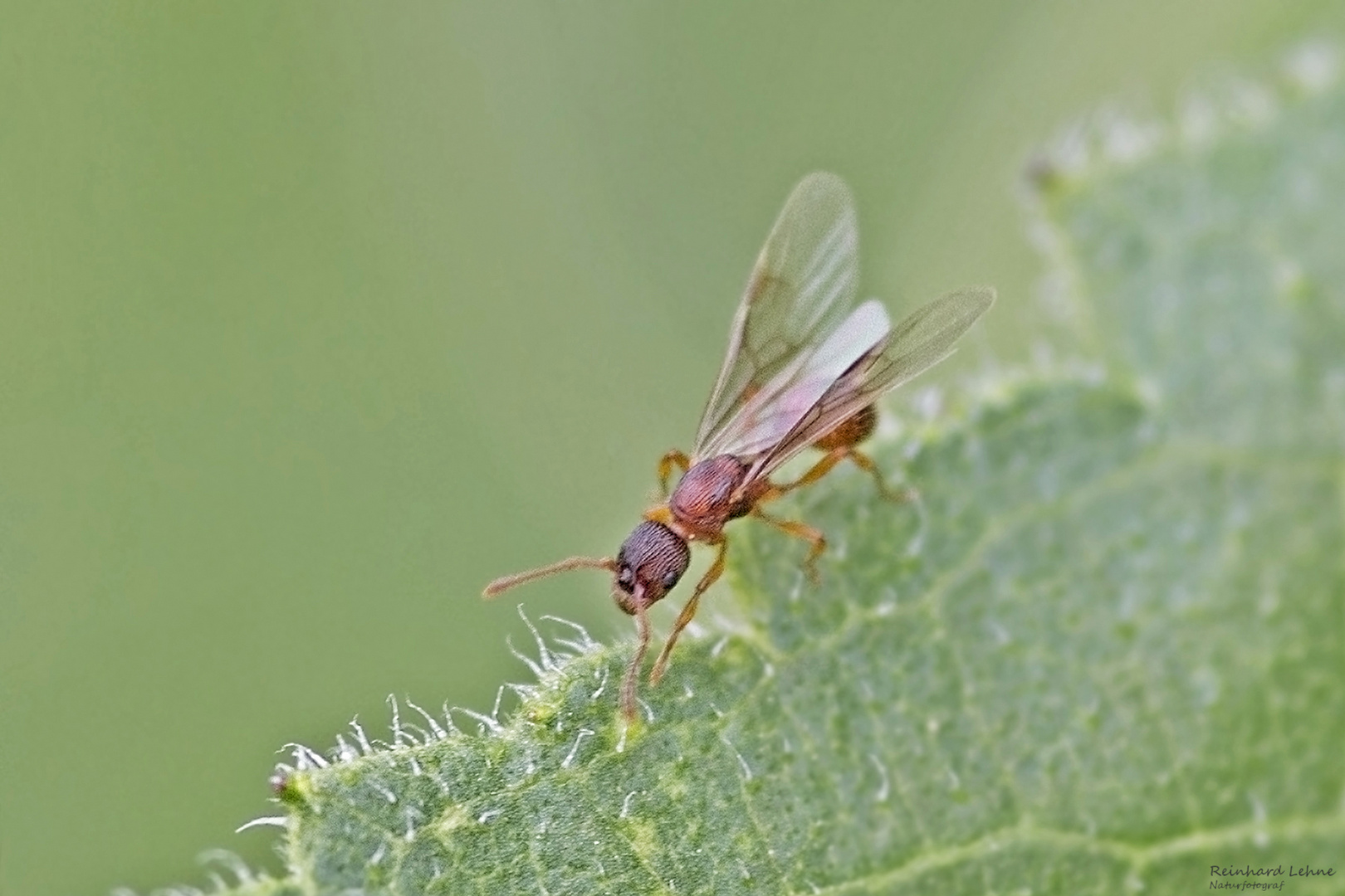  Geflügelte Ameise